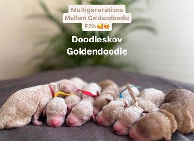 Multigenerations Mellem Goldendoodle F2b, hvalpe. 