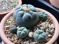 Kaktus, Lophophora fricii
