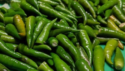 CHILI - Chabai Green Curry - 2610, Øko-frø Capsicum