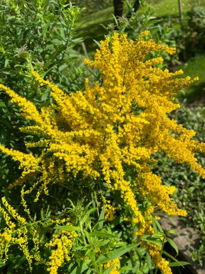 Gyldenris, Staude, Gyldenris, staude.