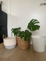 Plante potter og kurver