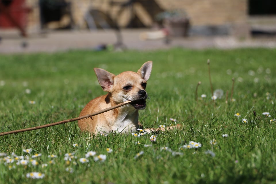 Chihuahua hanhvalp med DKK-stambog