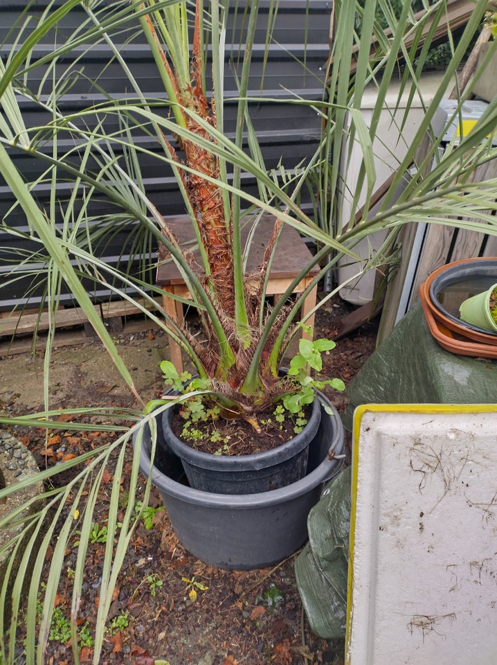 Div palmer, Trachycarpus/Butia/Jubaea