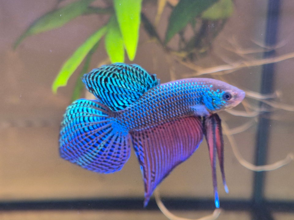 Betta Smaragdina Guitar, 1 stk.