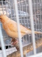 Kanariefugl, Almindelig kanariefugle, 2 år