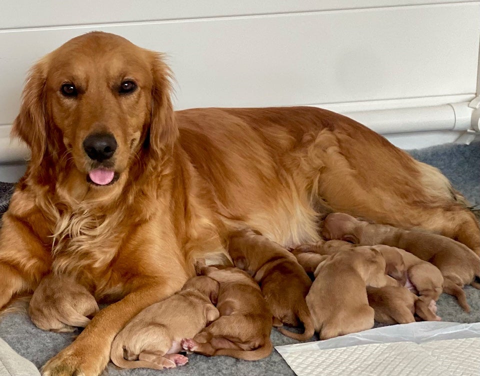 Golden retriever hvalpe, mørk gyldne