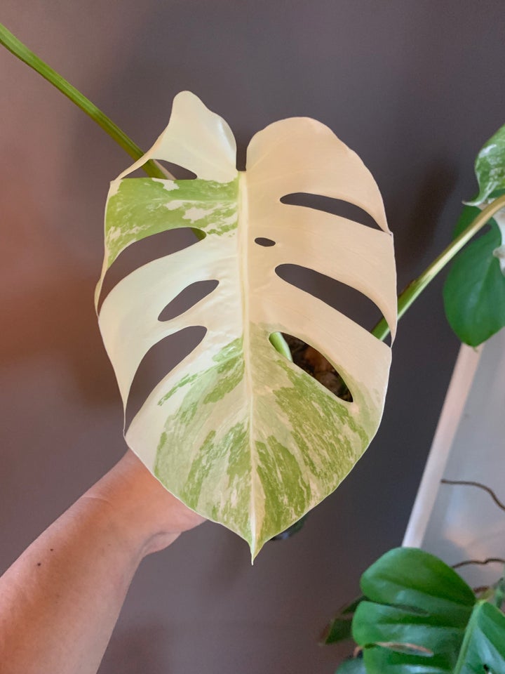 Stueplante, Monstera Albo Variegata