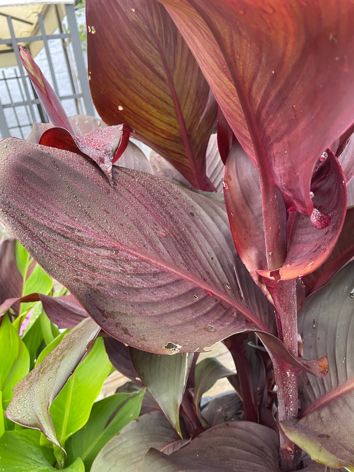 Canna, Red fury