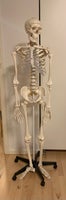 Anatomisk skelet, X