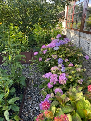 Hortensia XL, Hortensia, Sælges samlet.
Fast pris - svarer ikke på bud.
Køber graver selv op.

2 sto