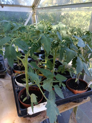 tomater, planter, Jeg har nogle flotte tomatplanter i overskud
Bøf/ Cherry/Blomme og potte tomat