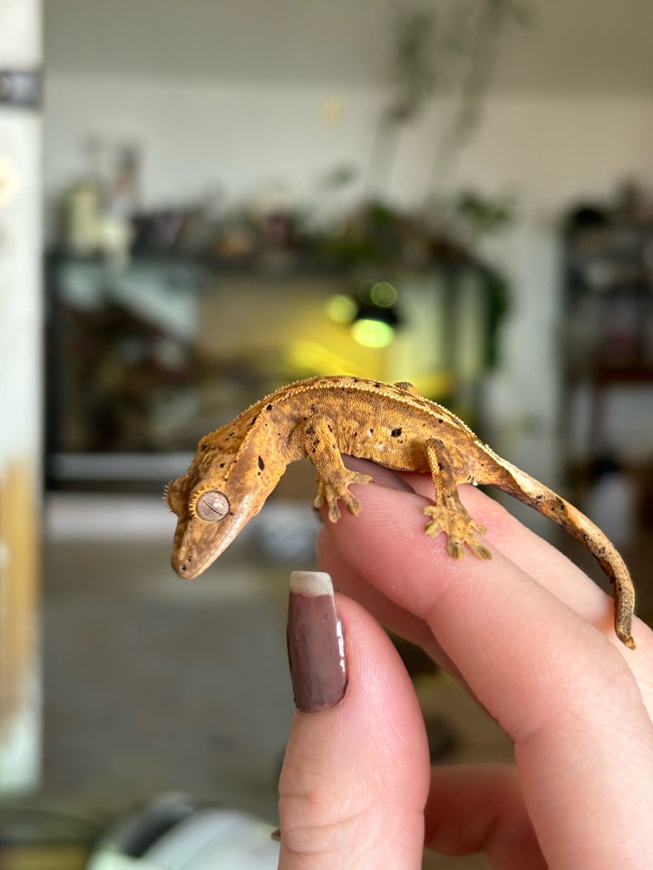 Gekko, Kronegekko