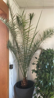 Palme, Palmen er over 2 meter høj. Den stortrives, måske fordi den bliver stillet udenfor hver somme