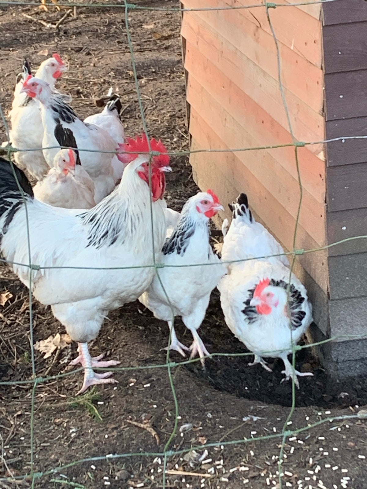 Kyllinger, 10-15 stk.