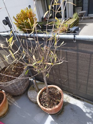 Oliventræ, Olive tree incl pot.

Needs some care and a more suitable (sunny) spot than my balcony. R