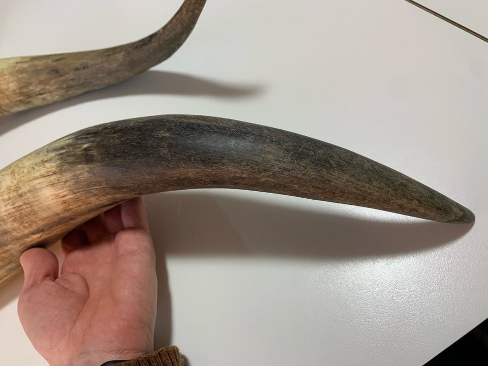 Udstoppede dyr, 2 store watusi horn