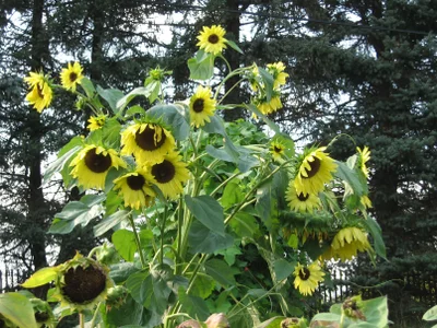 Solsikke Lemon Queen * 1346, frø, Helianthus annuus, Lemon Queen prydsolsikke er en etårig plante, d