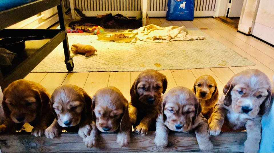 Cocker Spaniel