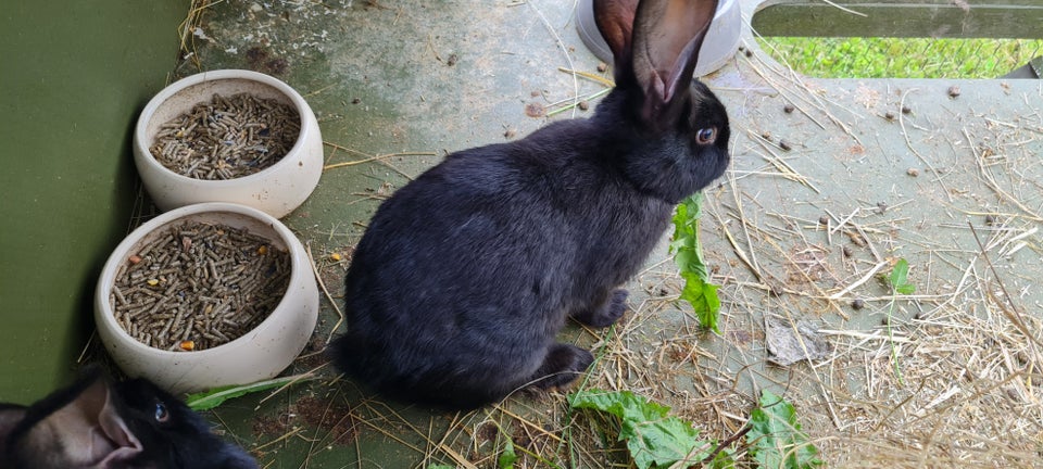 Kanin, Tysk Kæmpe Schecke, 0 år