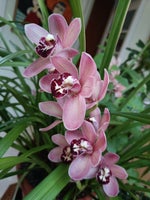 Speciel orkide