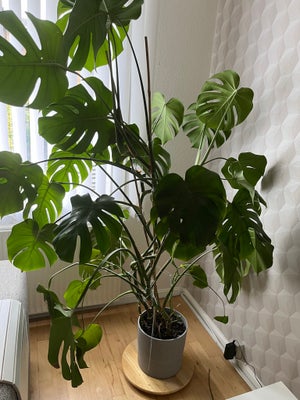 Stueplante, Stue plante 170cm høj sælger fordi den er for stor til min stue