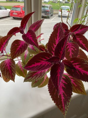Paletblad, Stor fin plante sælges uden potte. Ca. 50x50 cm