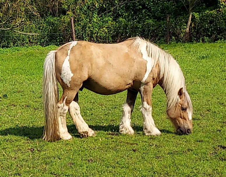 Irish Cob, vallak, 14 år