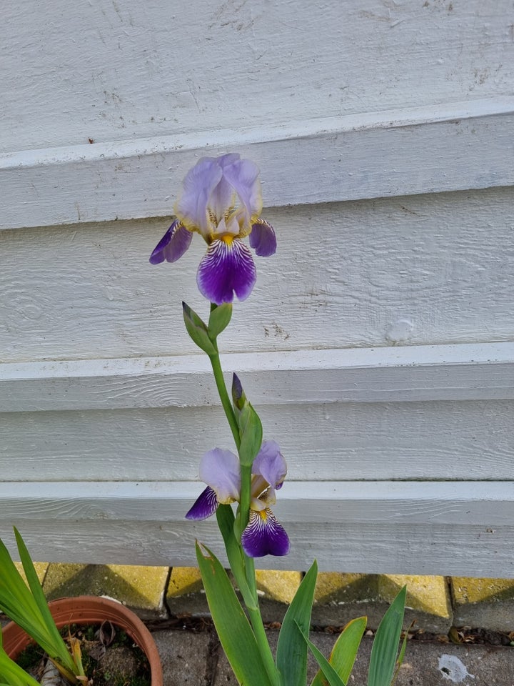 Stauder, Iris