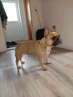 Fransk Bulldog, hvalpe, 12 uger