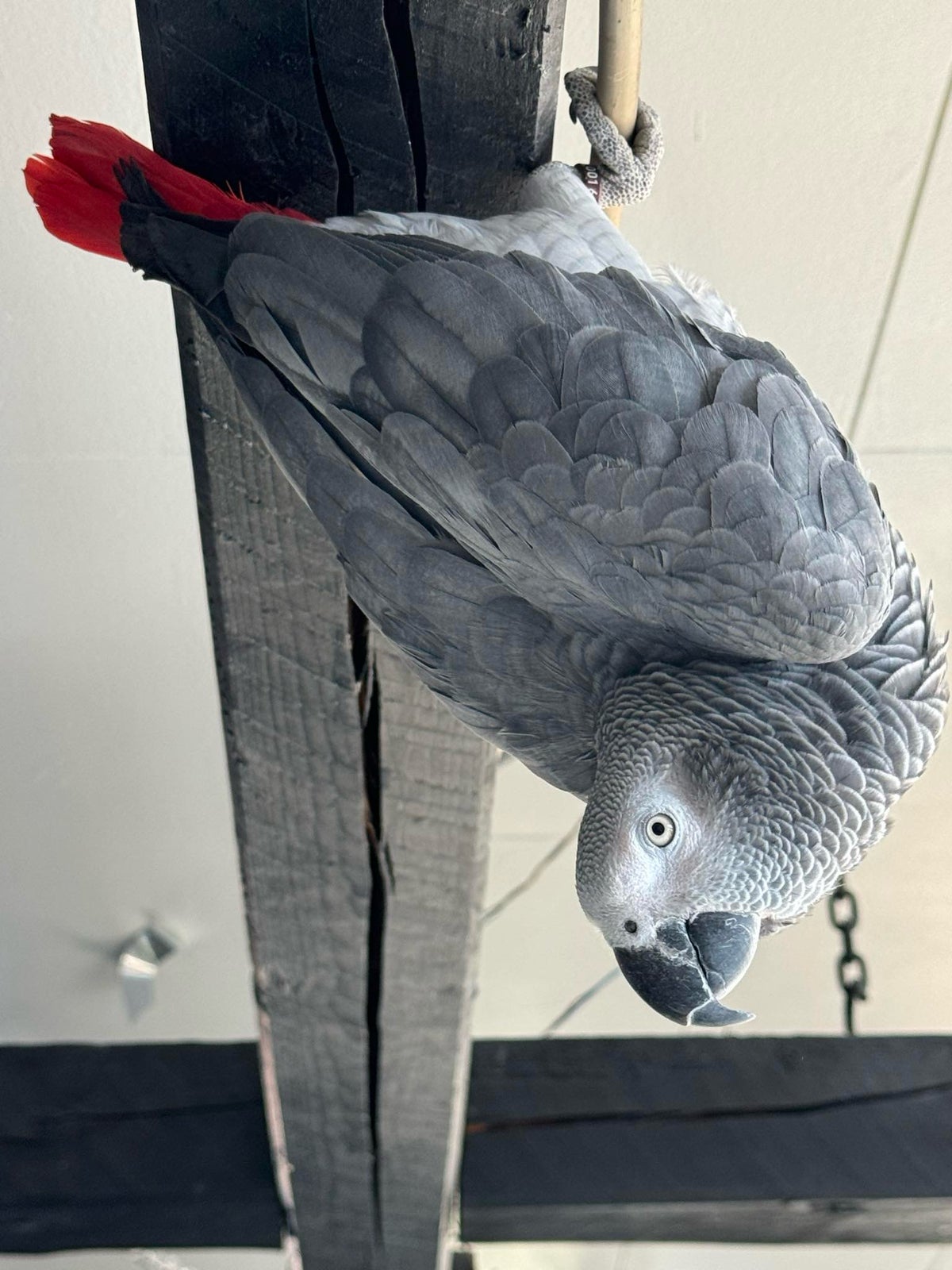 Papegøje, Grå Jaco, 1 år