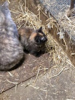 Flere killinger, Norsk Skovkat*Ragdoll, 12 uger