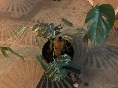 Monstera, Stor broget monstera med 10 blade 