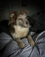 Australsk hyrdehund, hund, 4 år
