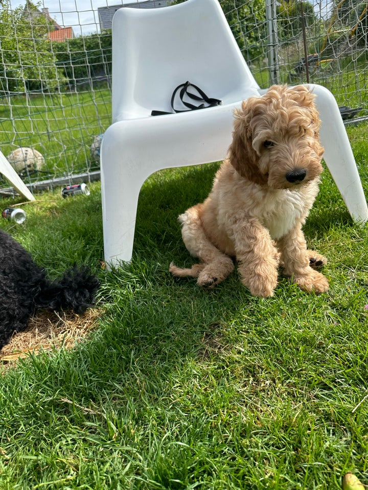 Salgsklar F2b labradoodle + Australsk labradoodle