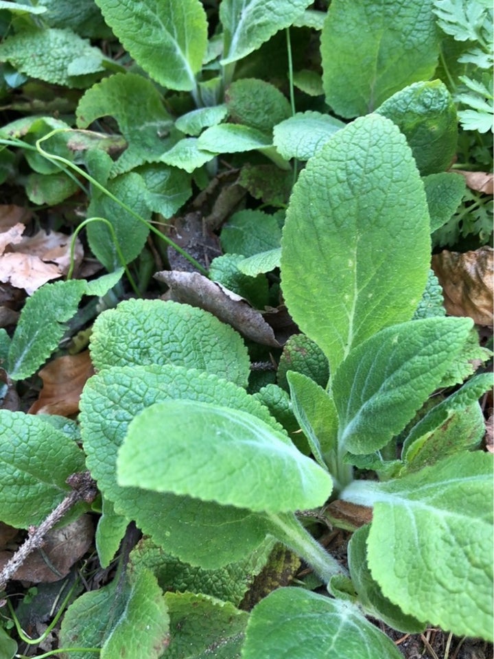 Digitalis