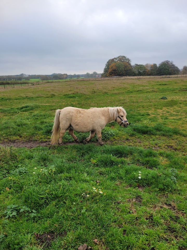 Shetlandspony, hoppe, 8 år