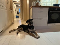 Schæfer/Labrador, hund, 2 år