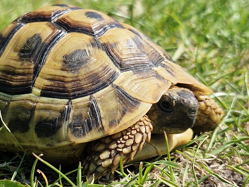 Skildpadde, Græsk Landskildpadde