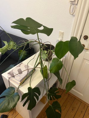 Monstera, Monstera, Med krukke