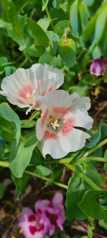 Frø, Atlask-blomst