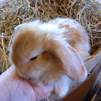 Kanin, Minilop, 0 år