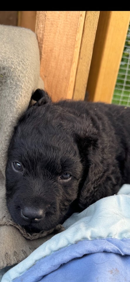 Labradoodle, hvalpe, 6 uger