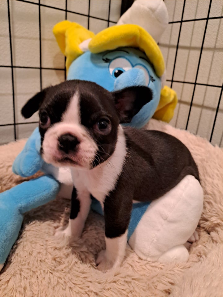 Boston Terrier