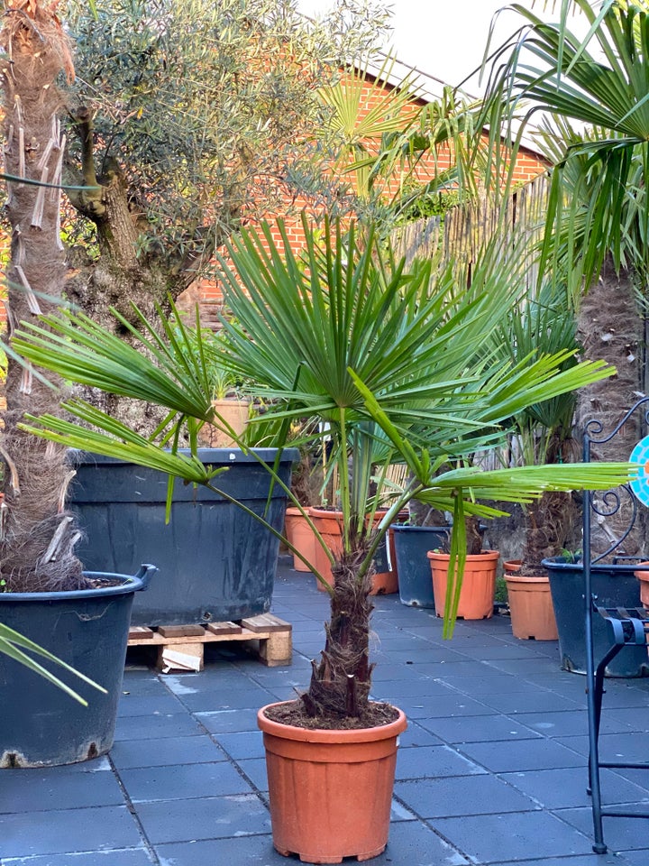 Palme, Hørpalme Trachycarpus Fortunei