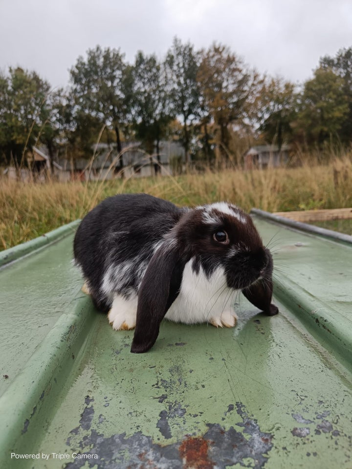 Kanin, Fransk Vædder, 0 år