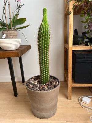 Plant, Cactus, Selling big, healthy cactus. Has new growth.

With the pot is has 76cm.