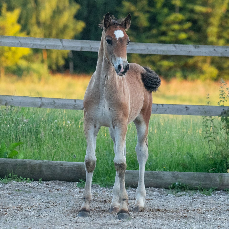 Welsh Cob, hingst, 0 år