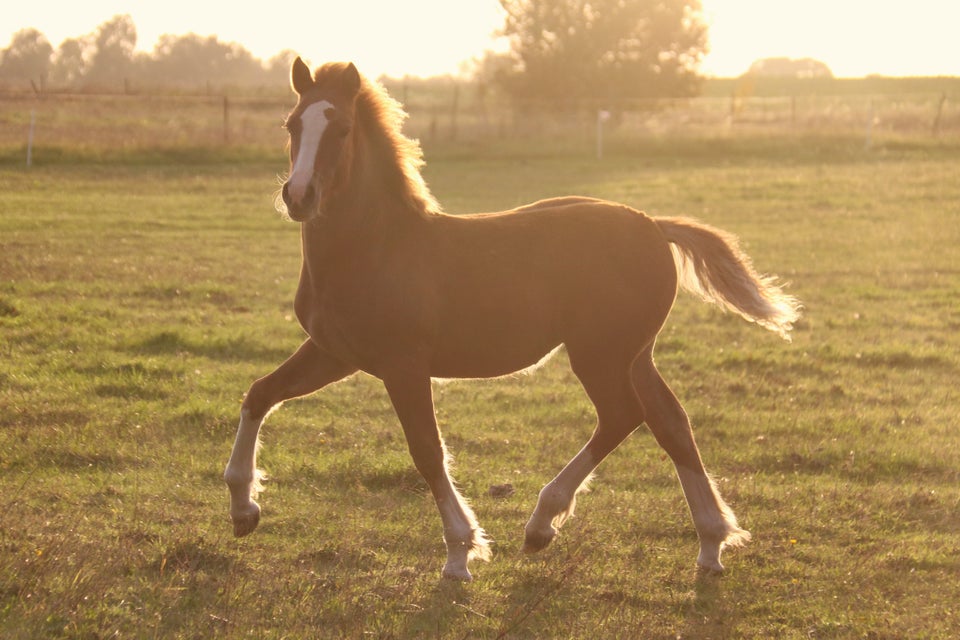 Welsh, hoppe, 0 år