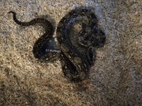 Slange, Kongeboa
