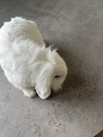 Kanin, Miniloop, 1 år